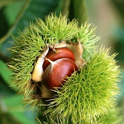 kasztan jadalny - owoc w skorupce z kolcami
